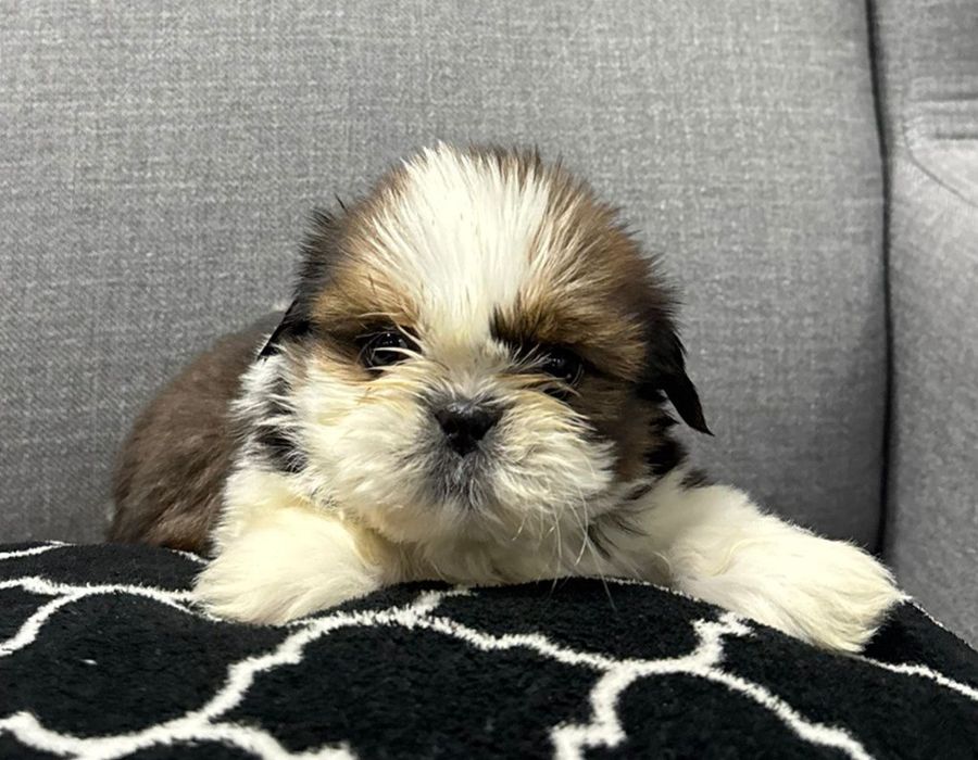 Szczeniak Piesek SHIH TZU
