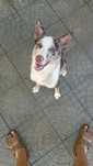 Border collie macho para adoção 8 meses