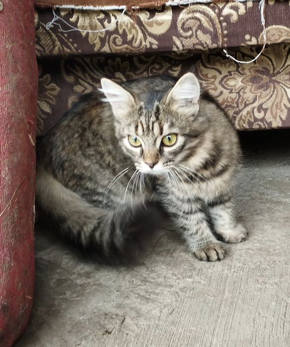 Шукають дім дві кішечки!(Дівчата)