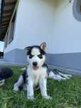 Szczeniak Syberian Husky