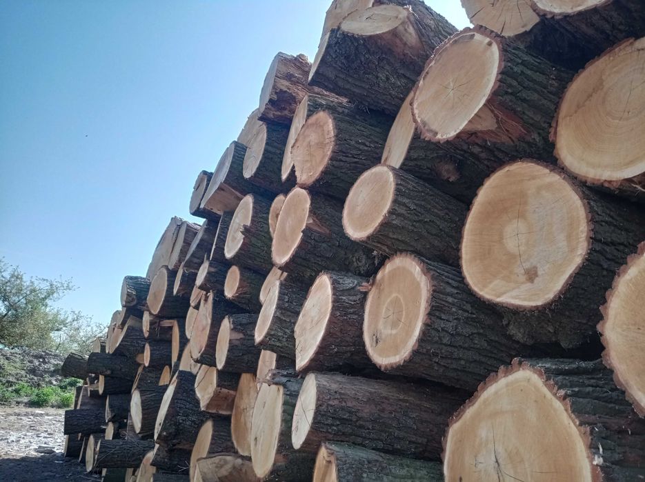 Tarcica Dębowa ,Brusy Dębowe.