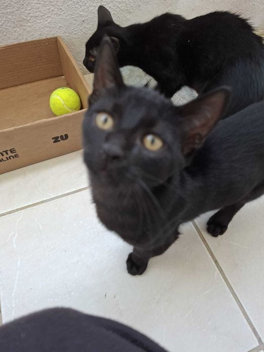 Gatos machos para adoção conjunta responsável