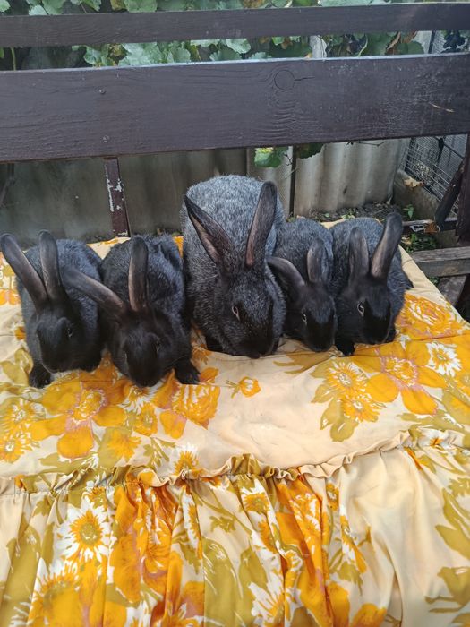 Продам кролі, кролики Полтавське срібло