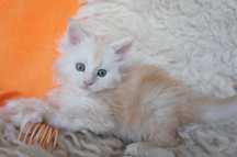 Maine Coon - GOTOWY - FPL/FIFE/WCC  - matka shaded