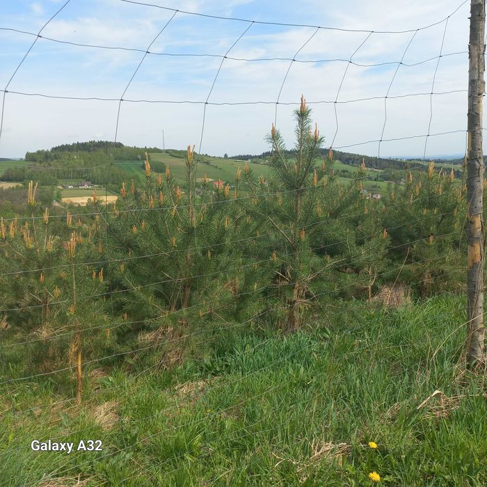 Słupki ogrodzeniowe drewniane dł 2,6m
