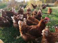 Kury Nioski Rosa Messa Leghorn młode kurki z pierwszym jajkiem