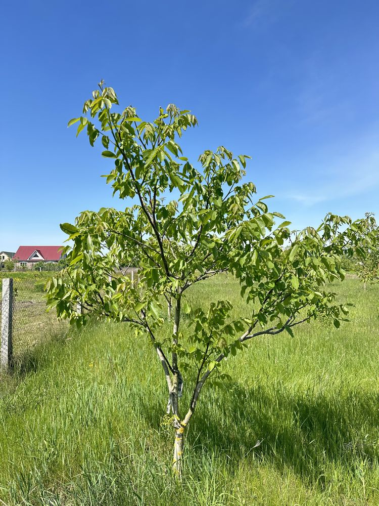 Продам саджанці горіха