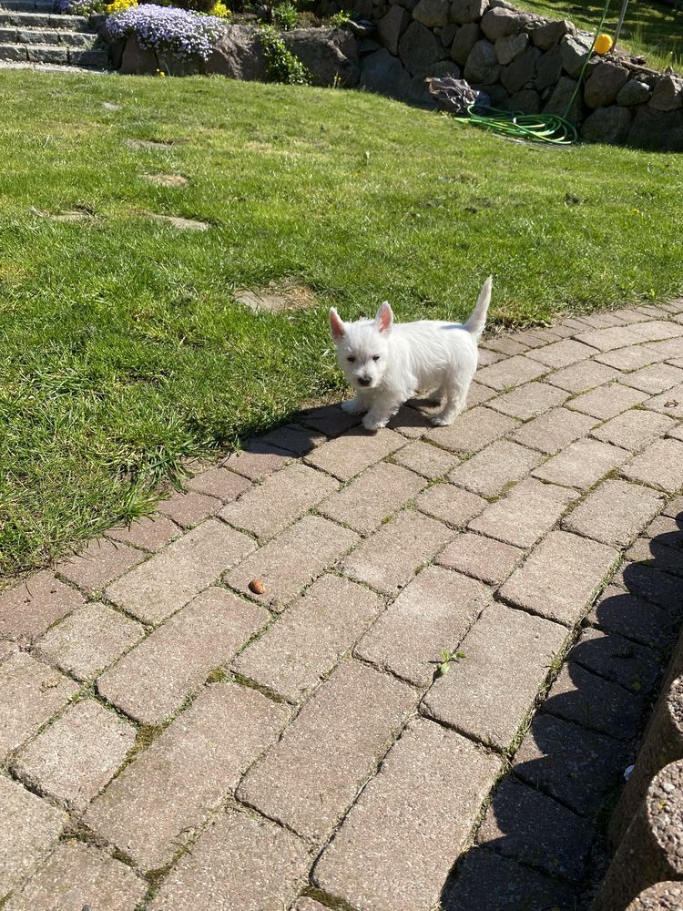 Wesolutki West Highland White Terrier