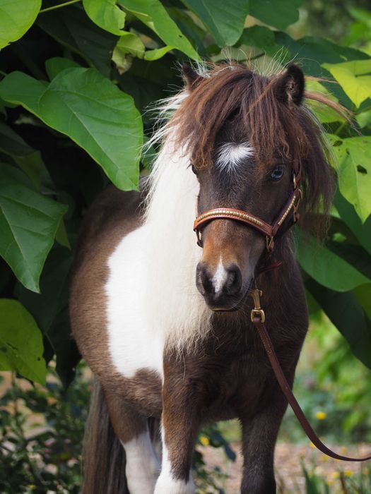 Roczny ogierek kuc szetlandzki mini-rasowy.