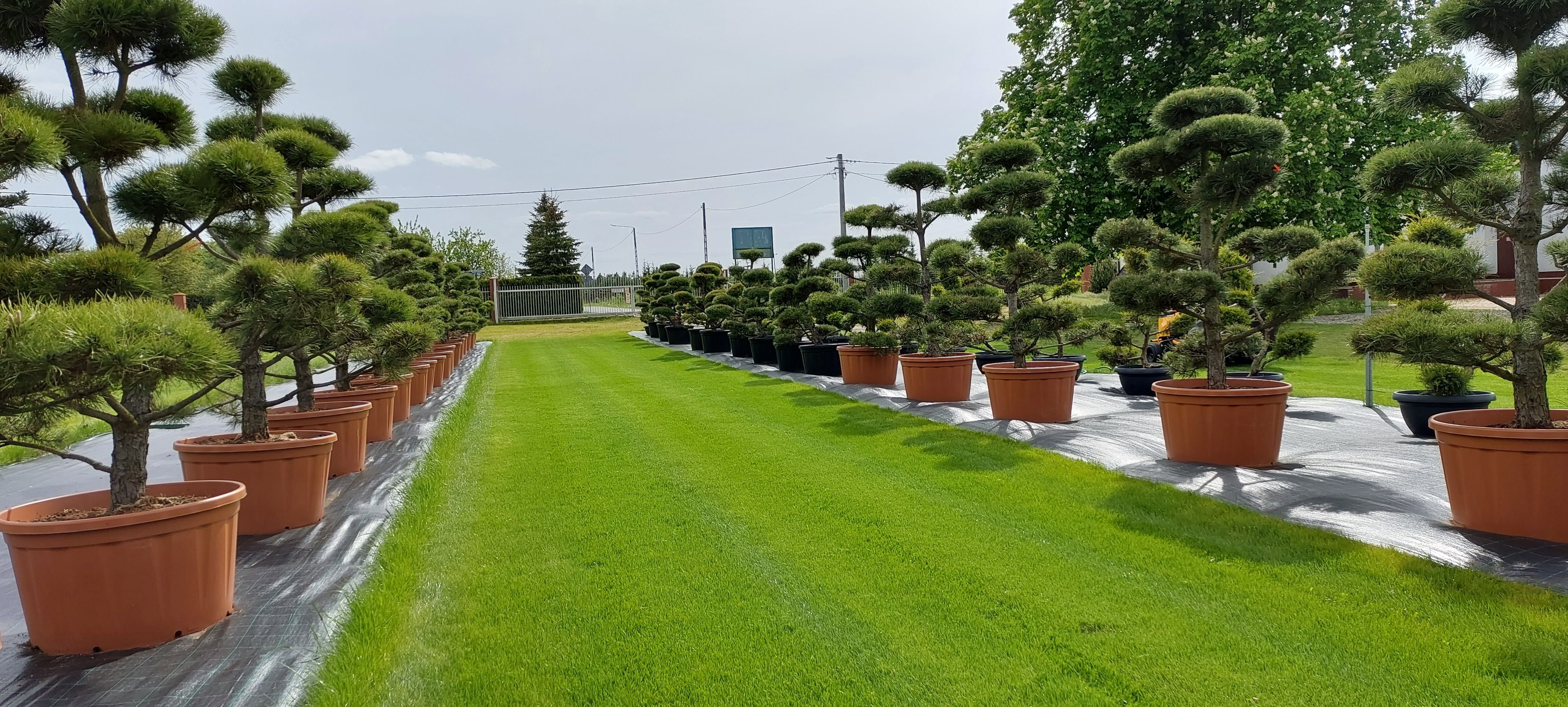 bonsai sosna bonsai wys. 200-300cm producent ok, duży wybór