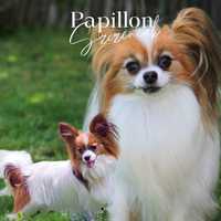 Spaniel contynentalny papilon