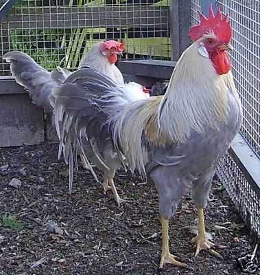 Galinhas leghorn  leghorn  Isabel..