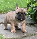 Buldog francuski piesek