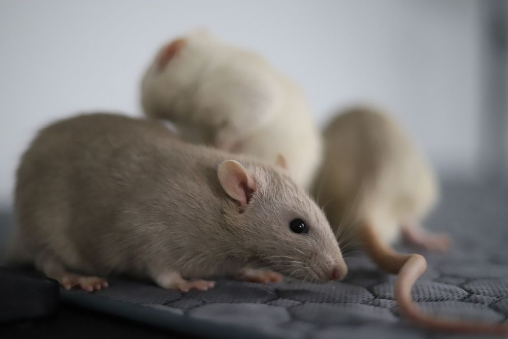 Szczurki do adopcji