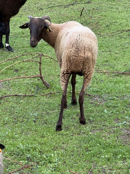 Ovelha com um ano e pouco prenha