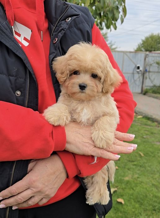 Неймовірні дівчатка. Мальтіпу Ф1.
