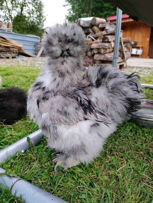 Kurczaki SILKA USA czysto rasowe