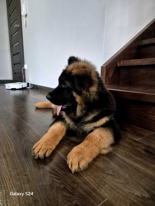 Owczarek niemiecki długowłosy FCI