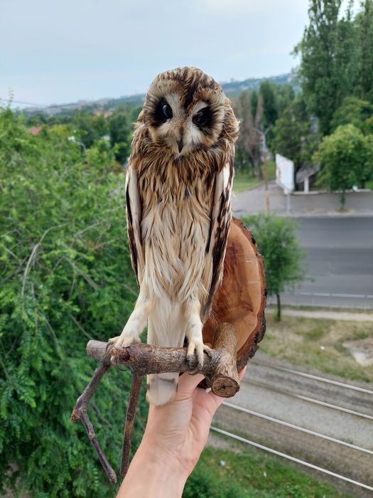 Чучело совы редкое