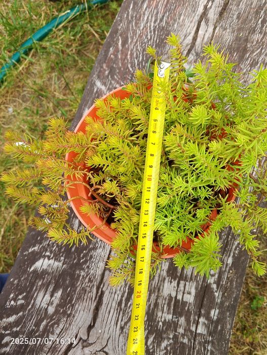 Rozchodniki ościsty angelina