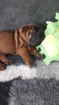 Shar Pei Związek Kynologiczny w Polsce