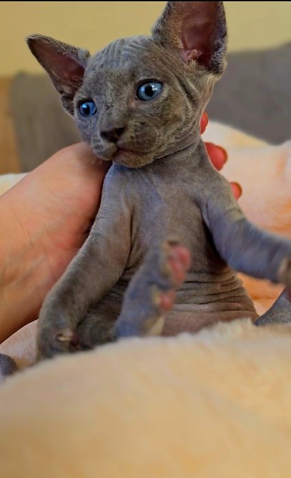 Niebieski Kot sfinks.Przepiekny kocurek z niebieskimi oczkami