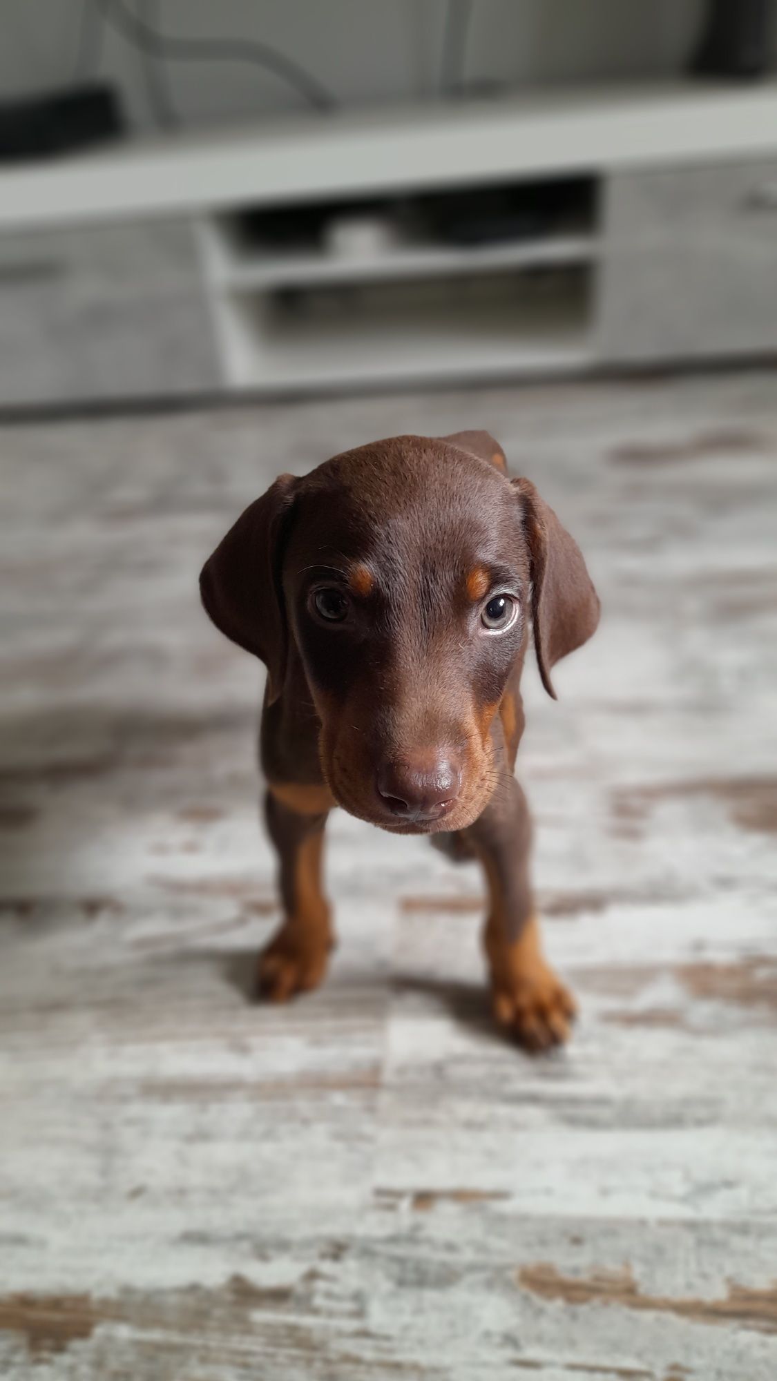 Doberman szczeniak rezerwacja