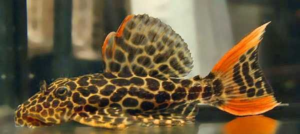 Zbrojnik L 114 - Pseudacanthicus cf. leopardus. Cetarius