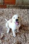 Labrador macho bege