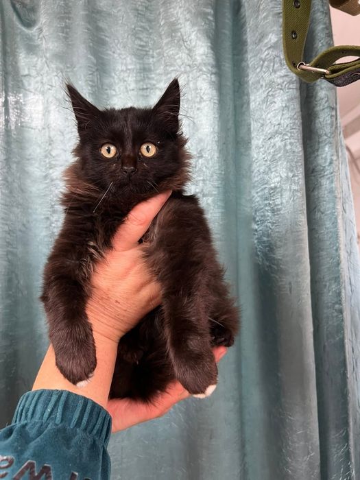 Котик шукає родину!