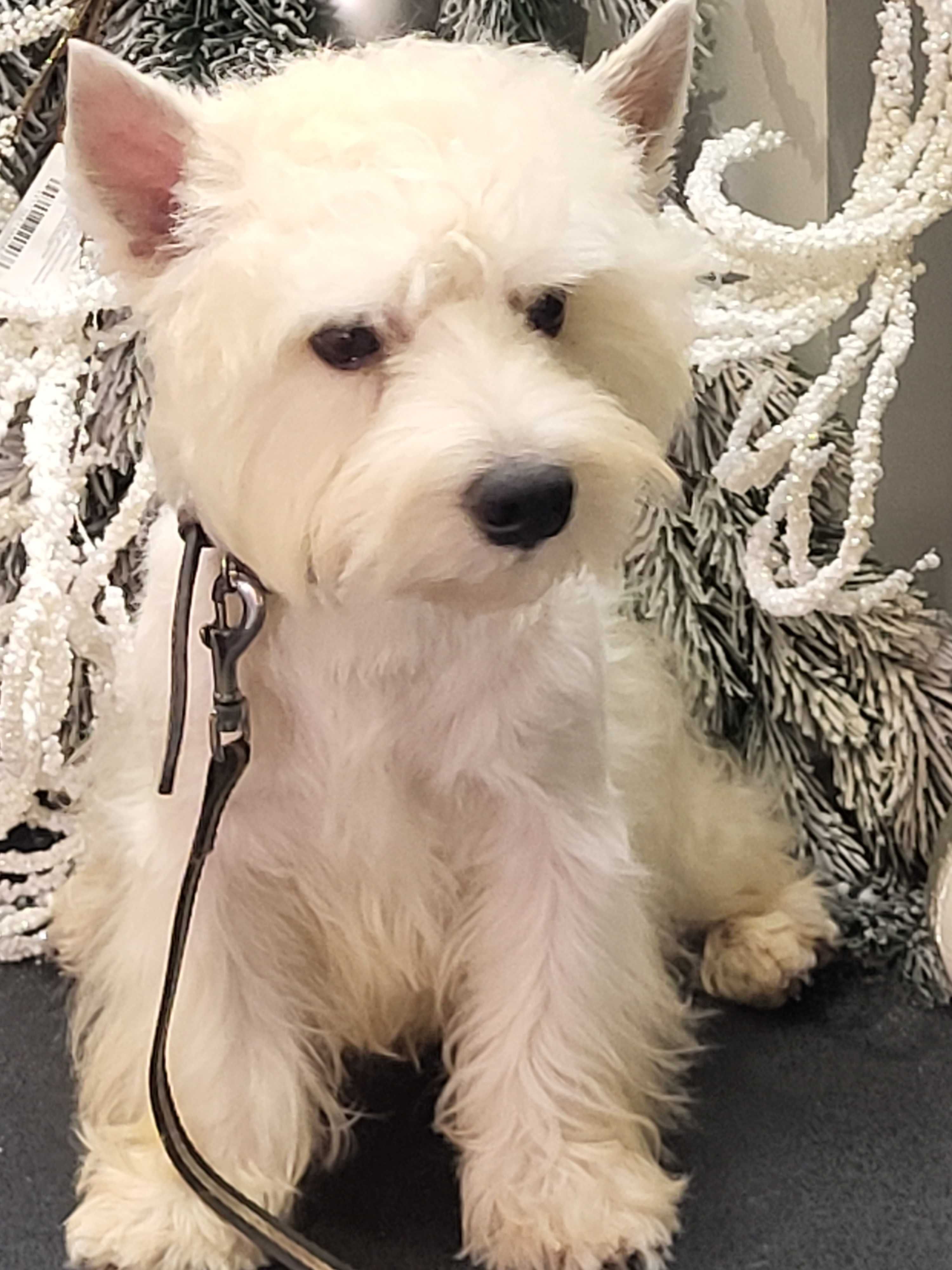 Вест Хайленд Уайт Тер'єр/West Highland White Terrier