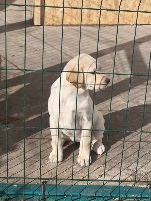 Белый Мишка Лабрадорчики Элитные щенки Питомника с Документами Доставк