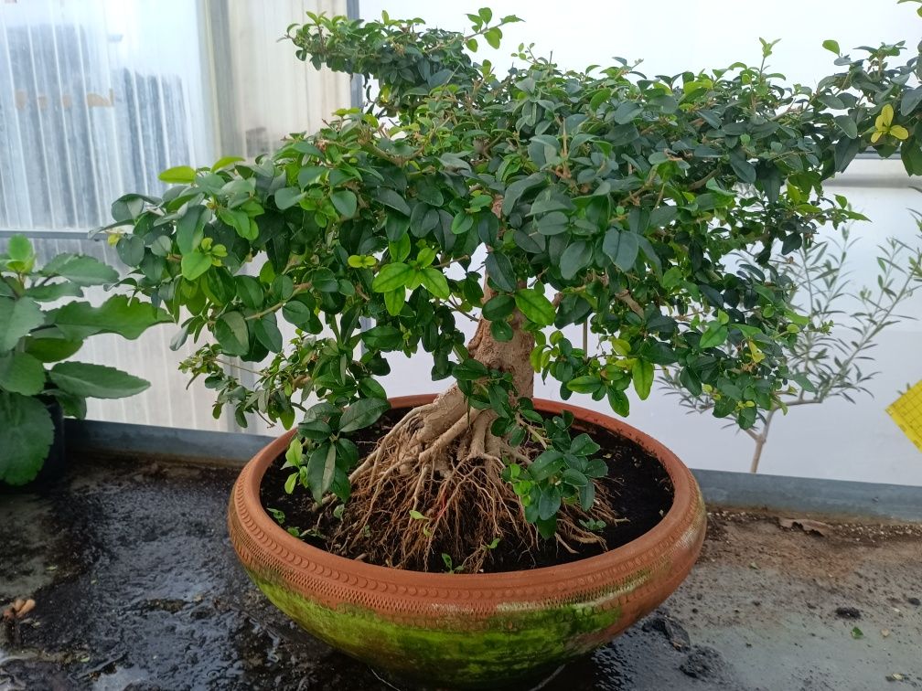 Bonsai Ligustrum 10 anos