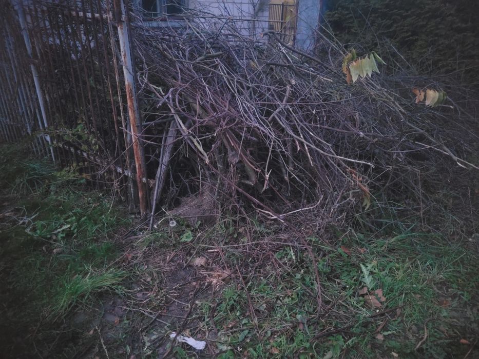 Oddam Drzewa pociete z wycinki na opał za darmo