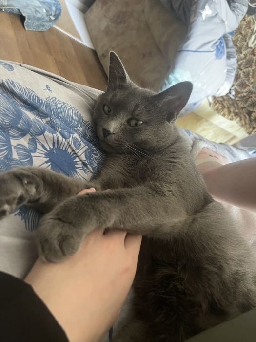 Віддам котика безкоштовно