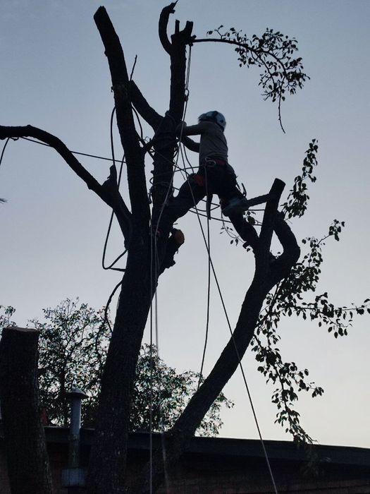 Видалення, чистка, обрізка дерев