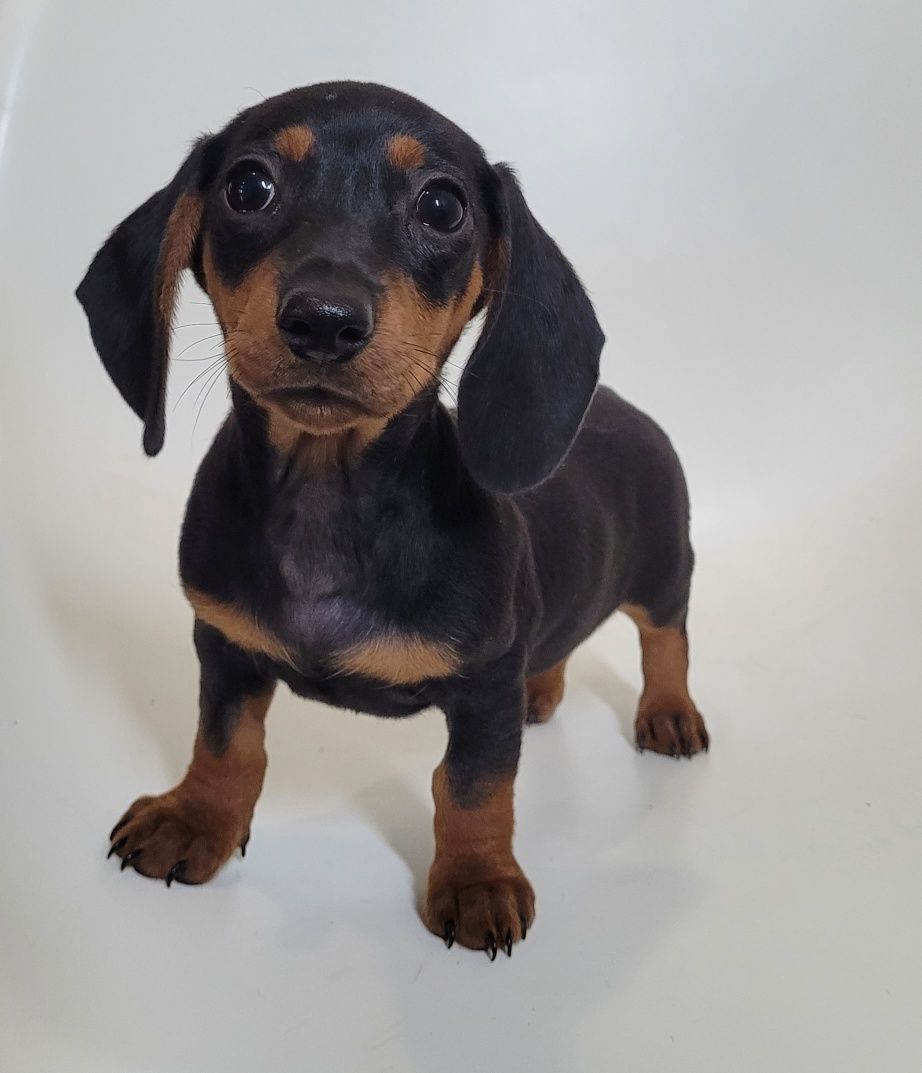 Cachorrinha teckel bebé