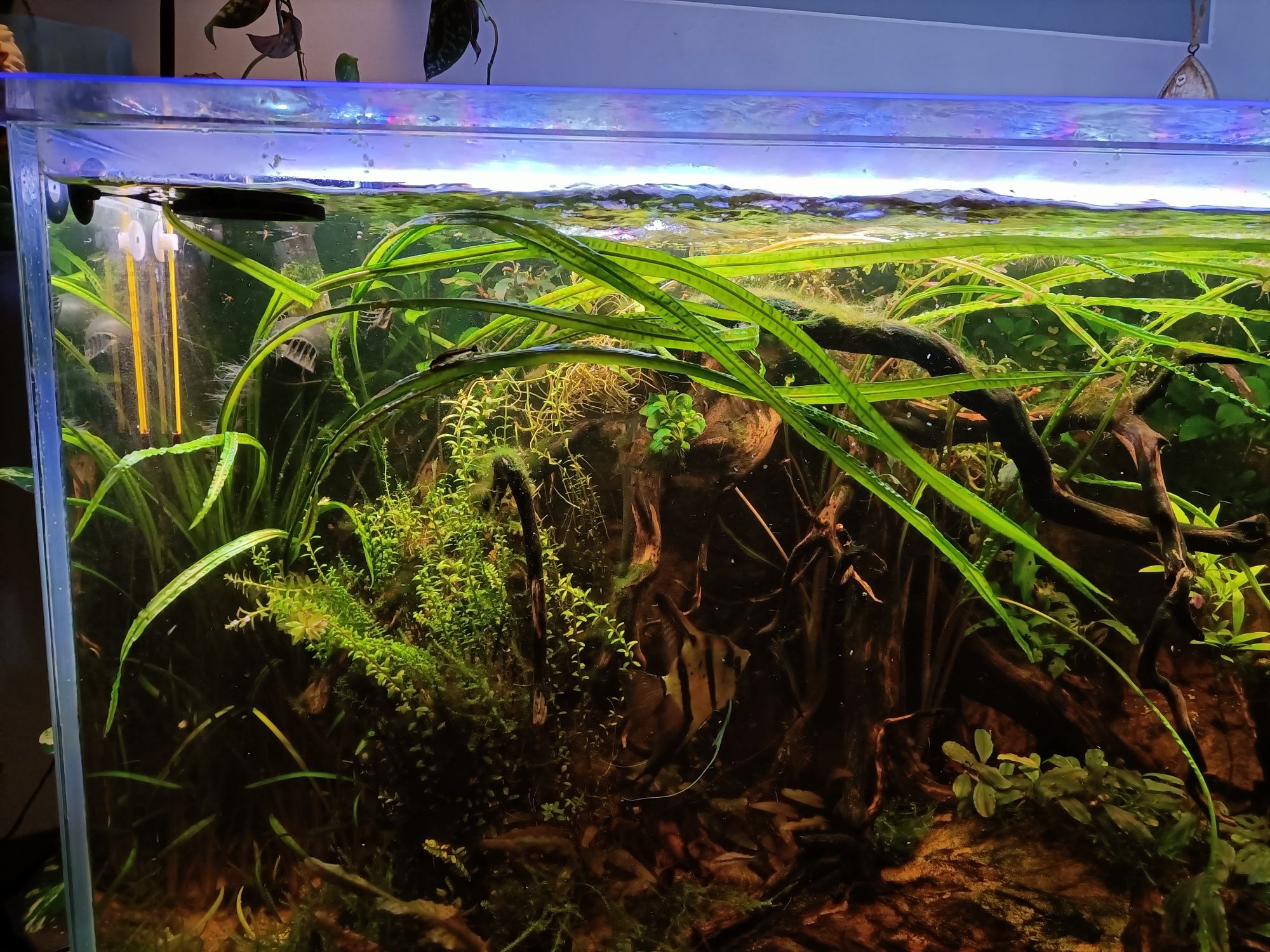 Cryptocoryne crispatula - 1 planta 40-80cm