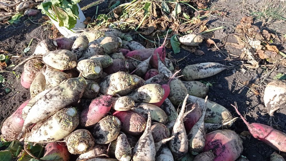 Продам буряк кормовий