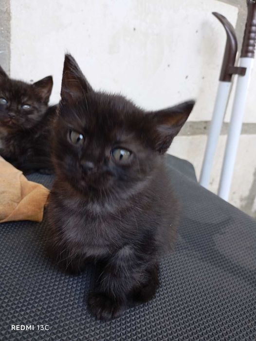 Віддаю в добрі руки дуже ввічливих і вихованих кошенят