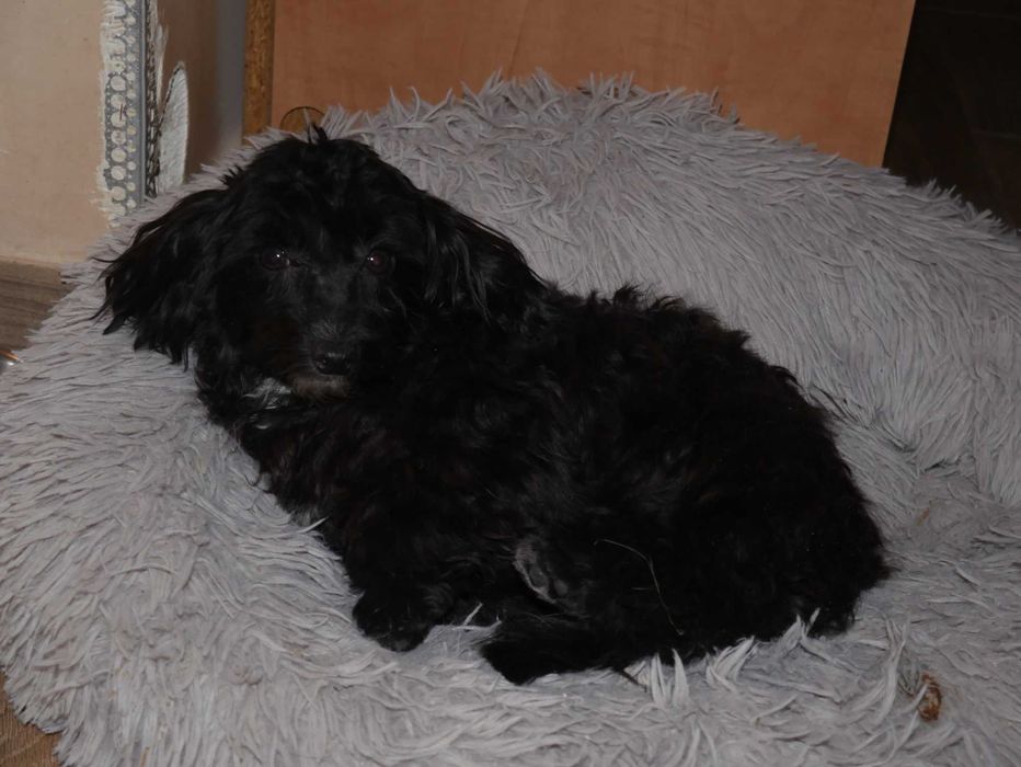 Maltańczyk-Maltipoo - ostatni pies