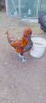 Sprzedam koguty australorp kochin czubatka serama
