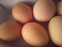 Продам домашні курині яйця