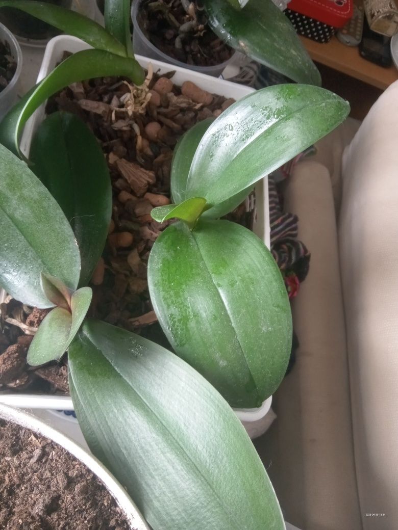 Продам фаленопсисы орхидеи домашние