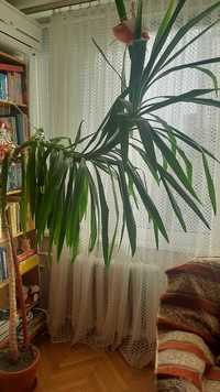 комнатное растение-пальма Юкка