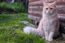 Кастрація кота, кішки Київ