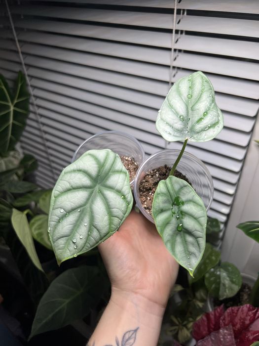 Алоказія сільвер драгон silver dragon алоказия сильвер драгон