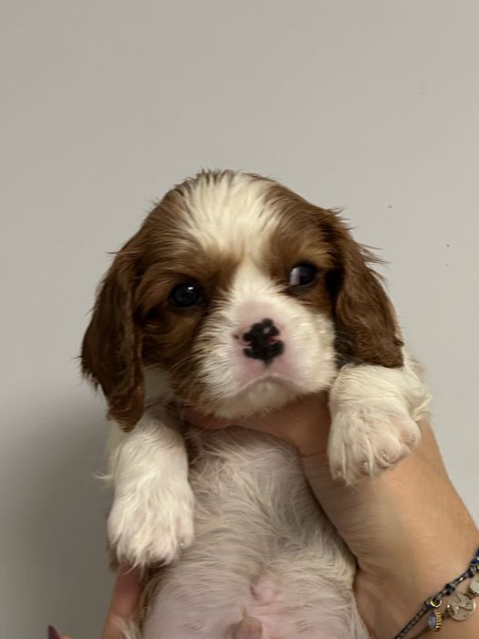 Cavalier King Charles Spaniel FCI chłopiec szczenięta