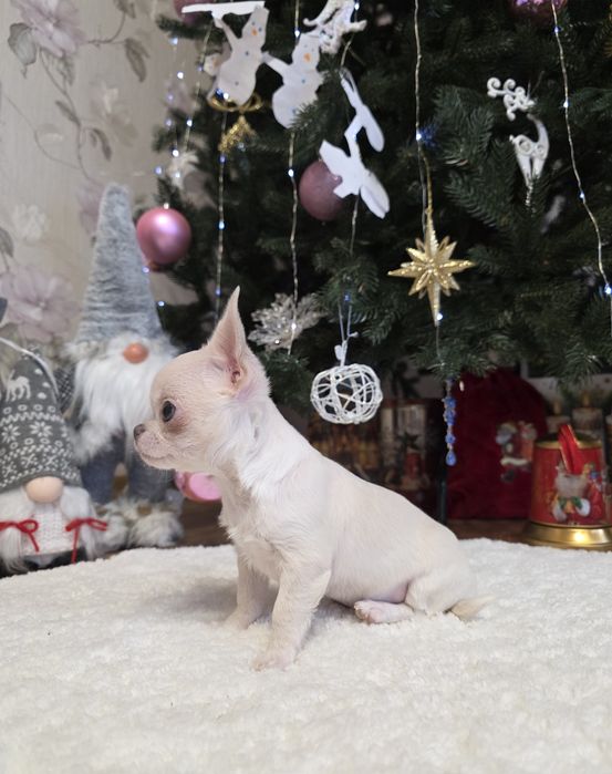 Неймовірні красунчики. Міні чихуахуа.