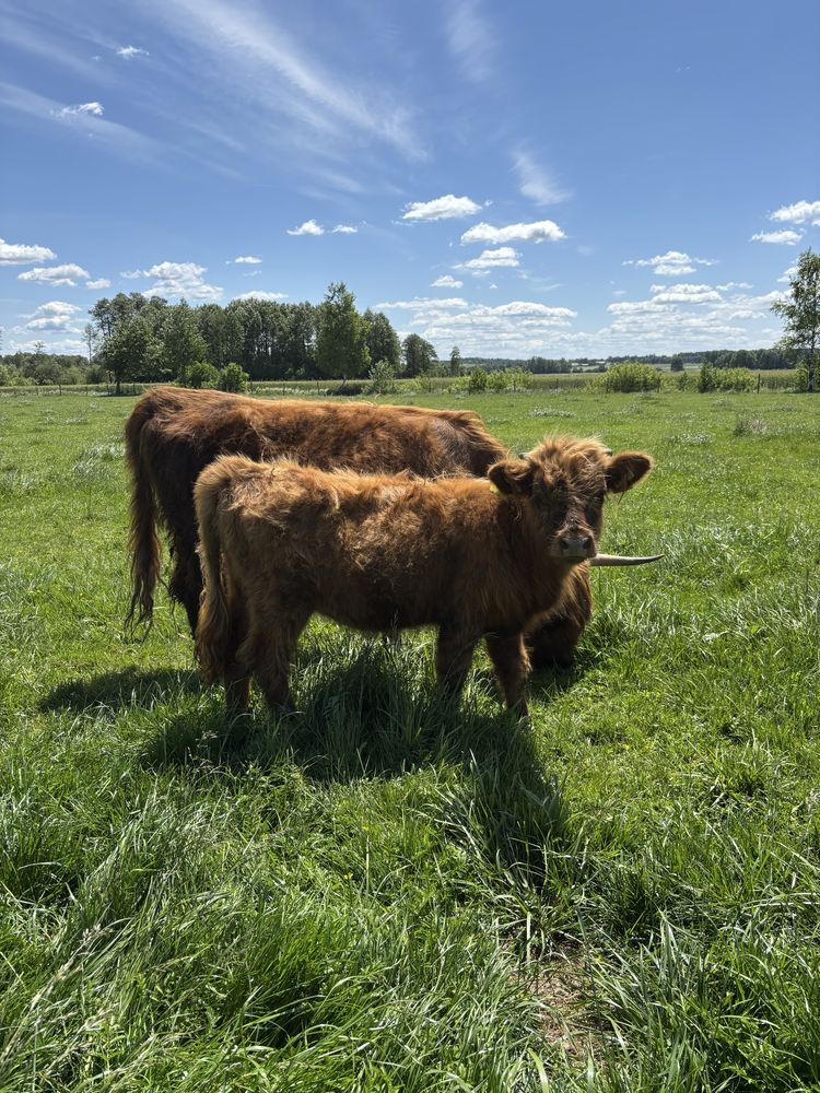Jałówka Highland cattle / krowy szkockie